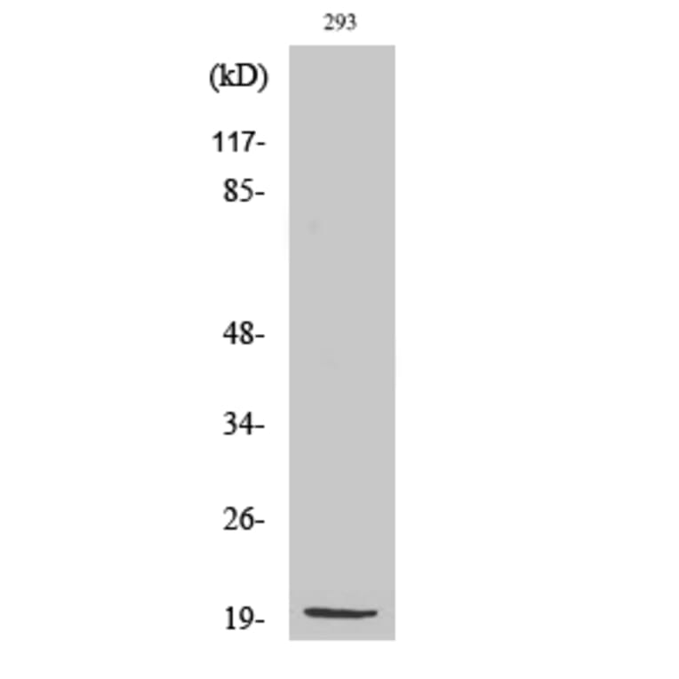 Western blot - MRP-S25 Polyclonal Antibody from Signalway Antibody (41181) - Antibodies.com