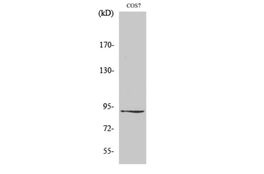 Western blot - ZC3H11A Polyclonal Antibody from Signalway Antibody (41541) - Antibodies.com