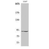 Western blot - ZC3H11A Polyclonal Antibody from Signalway Antibody (41541) - Antibodies.com