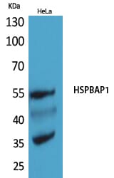 Western Blot analysis of HeLa cells using HSPBAP1 Polyclonal Antibody