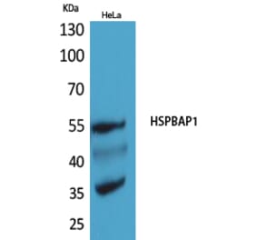 Western blot - HSPBAP1 Polyclonal Antibody from Signalway Antibody (41554) - Antibodies.com