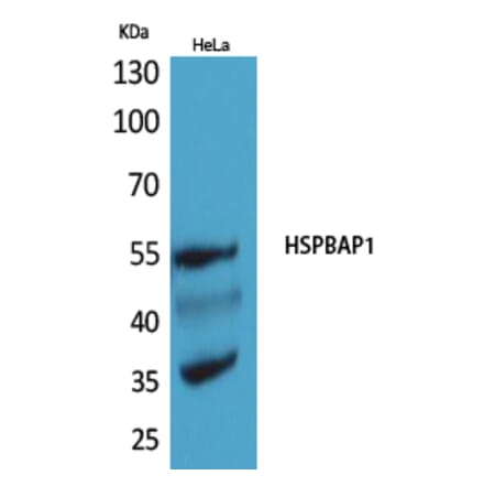 Western blot - HSPBAP1 Polyclonal Antibody from Signalway Antibody (41554) - Antibodies.com