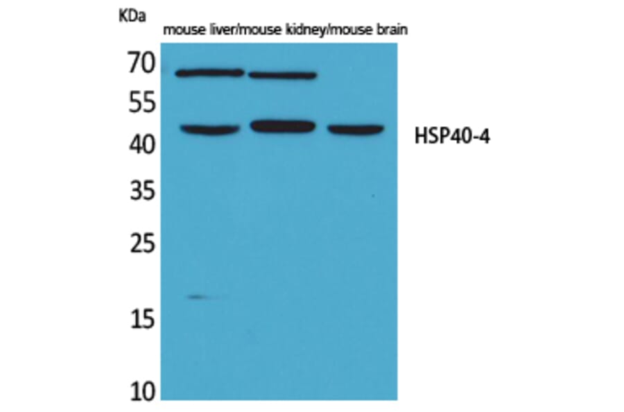 Western blot - HSP40-4 Polyclonal Antibody from Signalway Antibody (41573) - Antibodies.com
