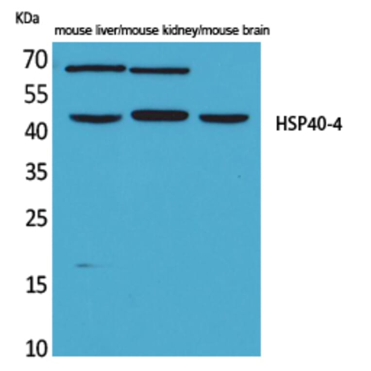 Western blot - HSP40-4 Polyclonal Antibody from Signalway Antibody (41573) - Antibodies.com
