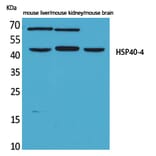 Western blot - HSP40-4 Polyclonal Antibody from Signalway Antibody (41573) - Antibodies.com