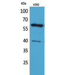 Western blot - CYP11A1 Polyclonal Antibody from Signalway Antibody (41631) - Antibodies.com