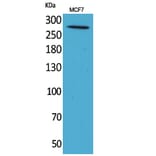 Western blot - IGF-IIR Polyclonal Antibody from Signalway Antibody (41676) - Antibodies.com