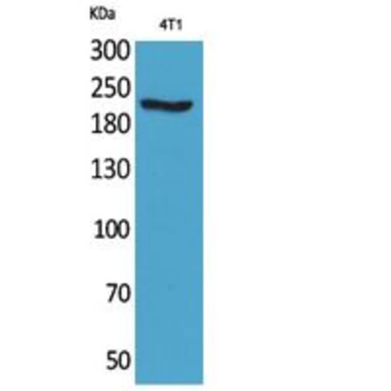 Western blot - MYH-pan Polyclonal Antibody from Signalway Antibody (41807) - Antibodies.com