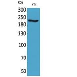 Western blot - MYH-pan Polyclonal Antibody from Signalway Antibody (41807) - Antibodies.com