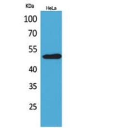 Western blot - EMMPRIN Polyclonal Antibody from Signalway Antibody (41843) - Antibodies.com