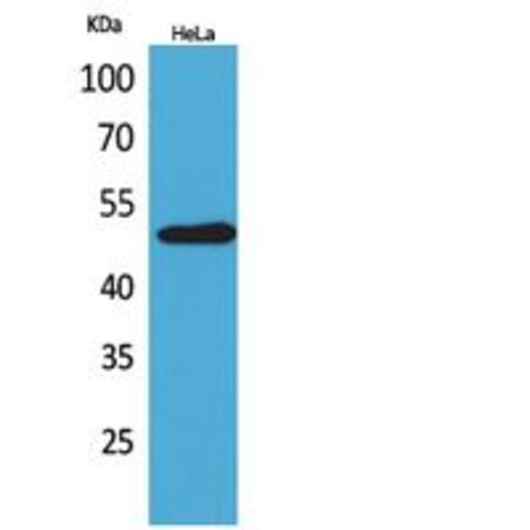 Western blot - EMMPRIN Polyclonal Antibody from Signalway Antibody (41843) - Antibodies.com