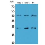 Western blot - TMEM173 Polyclonal Antibody from Signalway Antibody (41859) - Antibodies.com