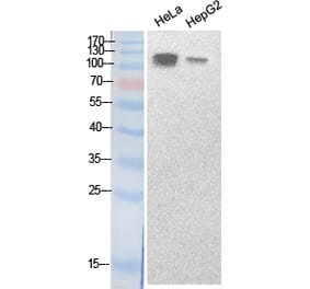 Western blot - SREBP-1 Polyclonal Antibody from Signalway Antibody (41878) - Antibodies.com