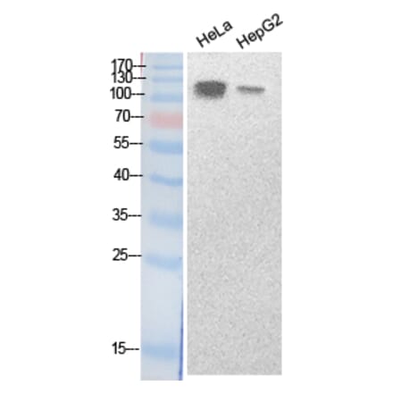 Western blot - SREBP-1 Polyclonal Antibody from Signalway Antibody (41878) - Antibodies.com