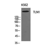 Western blot - Talin-1 Polyclonal Antibody from Signalway Antibody (41942) - Antibodies.com