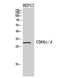 Western blot - CD66c/d Polyclonal Antibody from Signalway Antibody (41959) - Antibodies.com