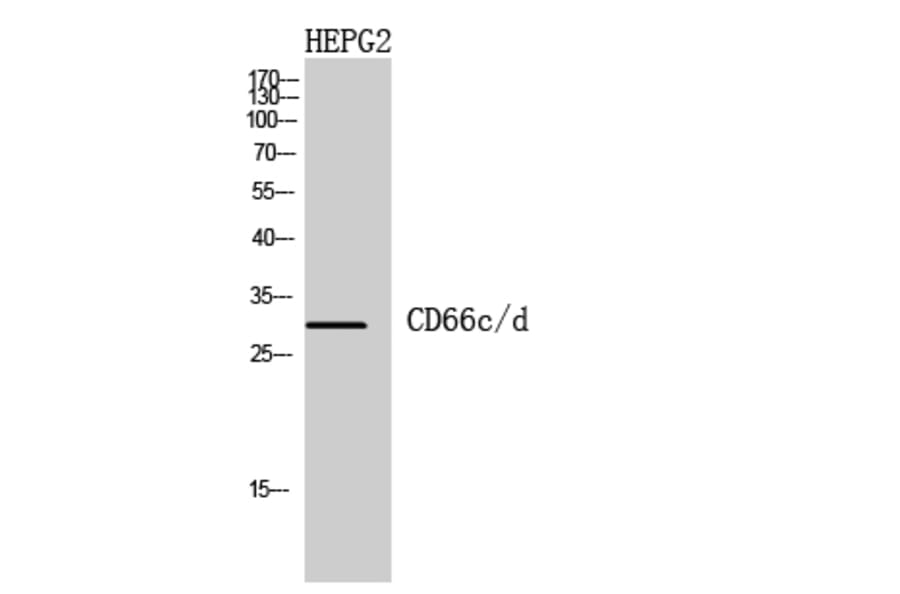 Western blot - CD66c/d Polyclonal Antibody from Signalway Antibody (41959) - Antibodies.com
