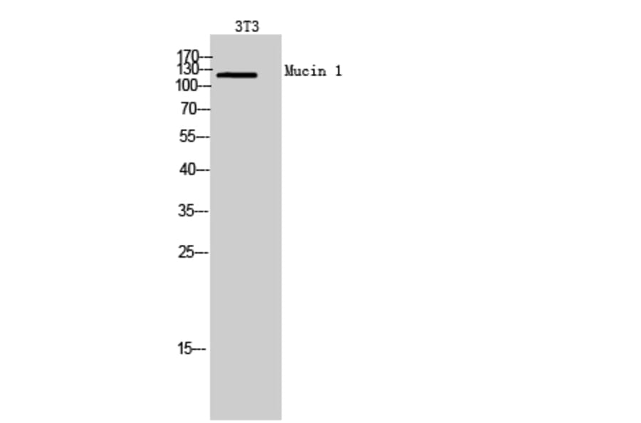 Western blot - Mucin 1 Polyclonal Antibody from Signalway Antibody (41982) - Antibodies.com