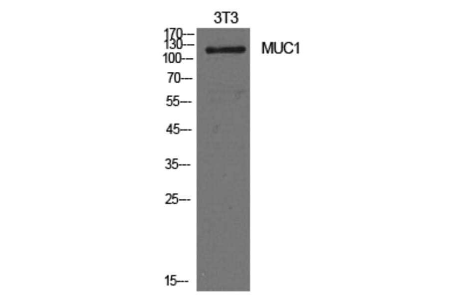 Western blot - Mucin 1 Polyclonal Antibody from Signalway Antibody (41982) - Antibodies.com