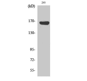 Western blot - ABCC12 Polyclonal Antibody from Signalway Antibody (40533) - Antibodies.com