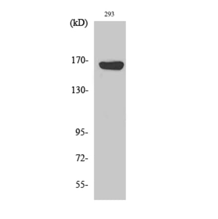 Western blot - ABCC12 Polyclonal Antibody from Signalway Antibody (40533) - Antibodies.com