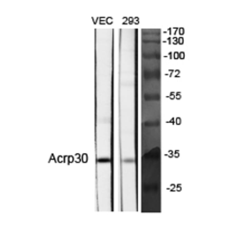 Western blot - Acrp30 Polyclonal Antibody from Signalway Antibody (40546) - Antibodies.com