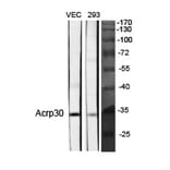 Western blot - Acrp30 Polyclonal Antibody from Signalway Antibody (40546) - Antibodies.com