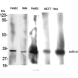 Western blot - AKR1A1 Polyclonal Antibody from Signalway Antibody (40565) - Antibodies.com