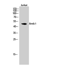 Western blot - Arrdc1 Polyclonal Antibody from Signalway Antibody (40615) - Antibodies.com