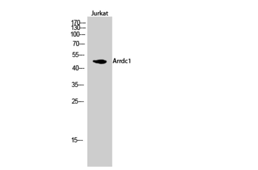 Western blot - Arrdc1 Polyclonal Antibody from Signalway Antibody (40615) - Antibodies.com