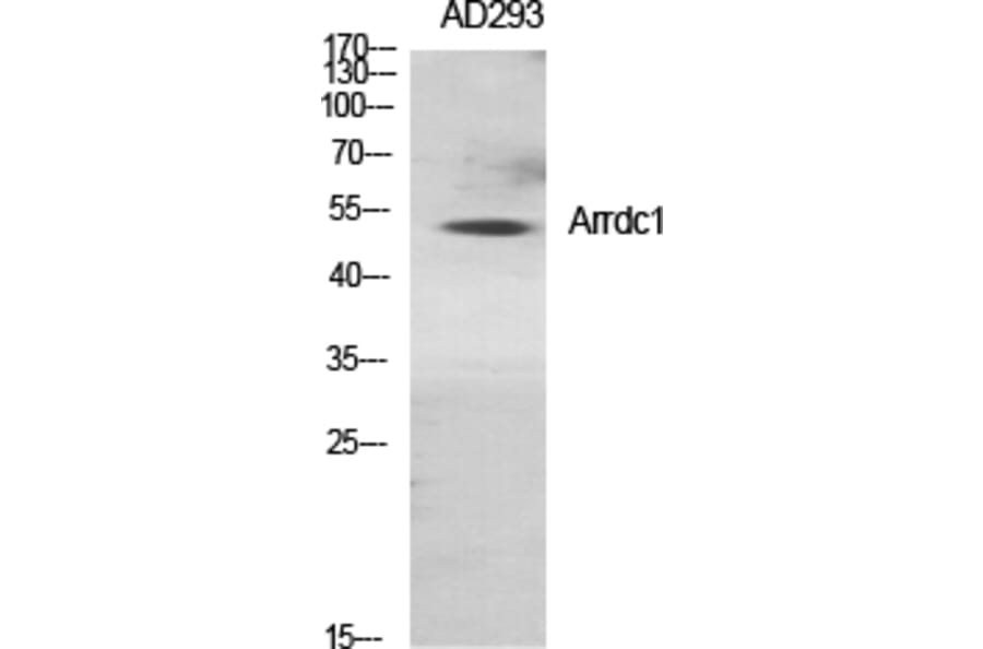Western blot - Arrdc1 Polyclonal Antibody from Signalway Antibody (40615) - Antibodies.com