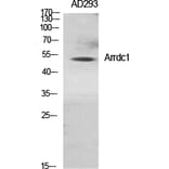 Western blot - Arrdc1 Polyclonal Antibody from Signalway Antibody (40615) - Antibodies.com