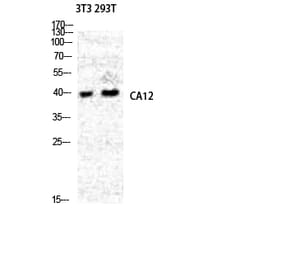 Western blot - CA XII Polyclonal Antibody from Signalway Antibody (40662) - Antibodies.com