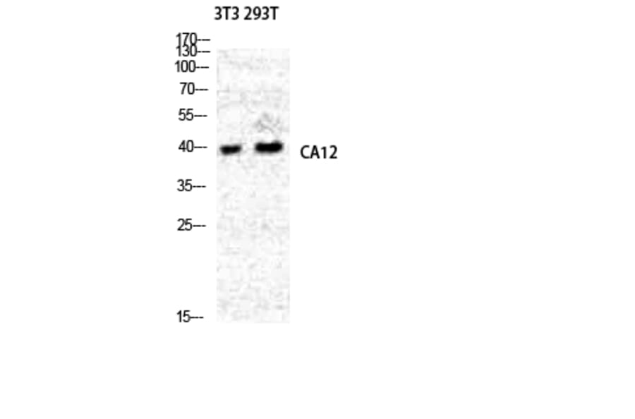 Western blot - CA XII Polyclonal Antibody from Signalway Antibody (40662) - Antibodies.com