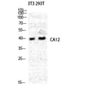 Western blot - CA XII Polyclonal Antibody from Signalway Antibody (40662) - Antibodies.com
