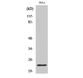 Western blot - CD179b Polyclonal Antibody from Signalway Antibody (40696) - Antibodies.com
