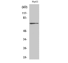 Western blot - Cdc25A Polyclonal Antibody from Signalway Antibody (40714) - Antibodies.com