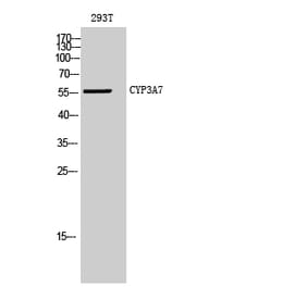 Western blot - CYP3A7 Polyclonal Antibody from Signalway Antibody (40818) - Antibodies.com