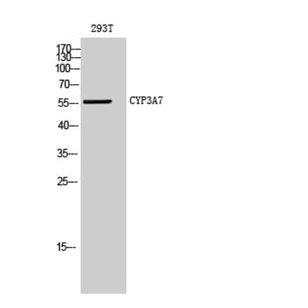 Western blot - CYP3A7 Polyclonal Antibody from Signalway Antibody (40818) - Antibodies.com