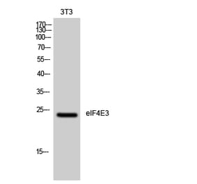 Western blot - eIF4E3 Polyclonal Antibody from Signalway Antibody (40872) - Antibodies.com