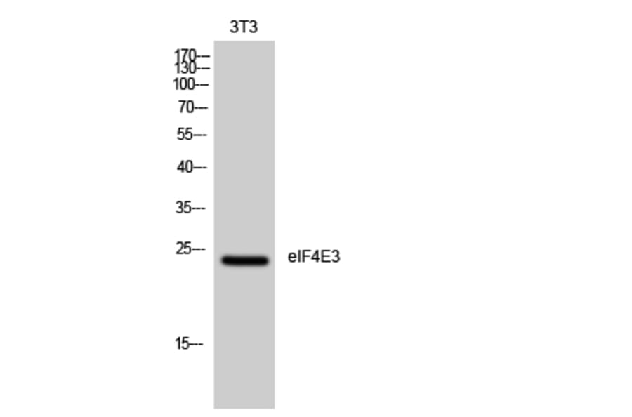 Western blot - eIF4E3 Polyclonal Antibody from Signalway Antibody (40872) - Antibodies.com