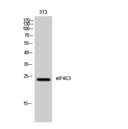 Western blot - eIF4E3 Polyclonal Antibody from Signalway Antibody (40872) - Antibodies.com