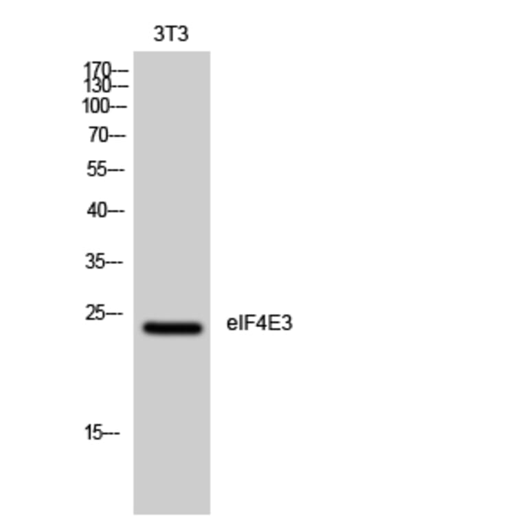 Western blot - eIF4E3 Polyclonal Antibody from Signalway Antibody (40872) - Antibodies.com