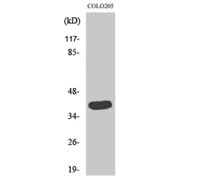 Western blot - GATA-1 Polyclonal Antibody from Signalway Antibody (40953) - Antibodies.com