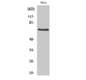 Western blot - HSC 70 Polyclonal Antibody from Signalway Antibody (41036) - Antibodies.com
