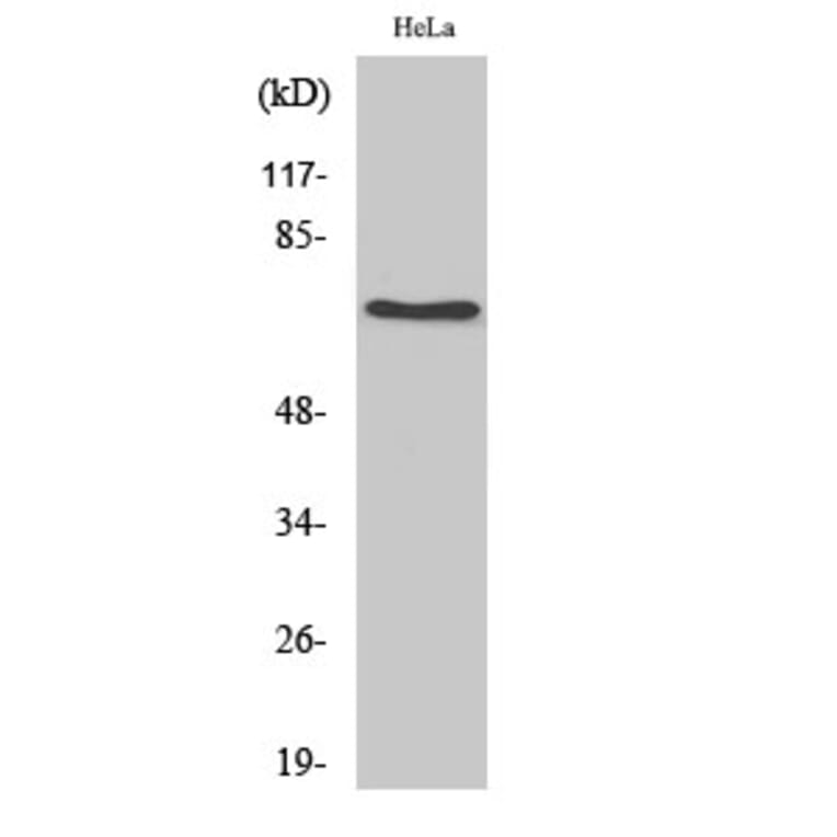 Western blot - HSC 70 Polyclonal Antibody from Signalway Antibody (41036) - Antibodies.com