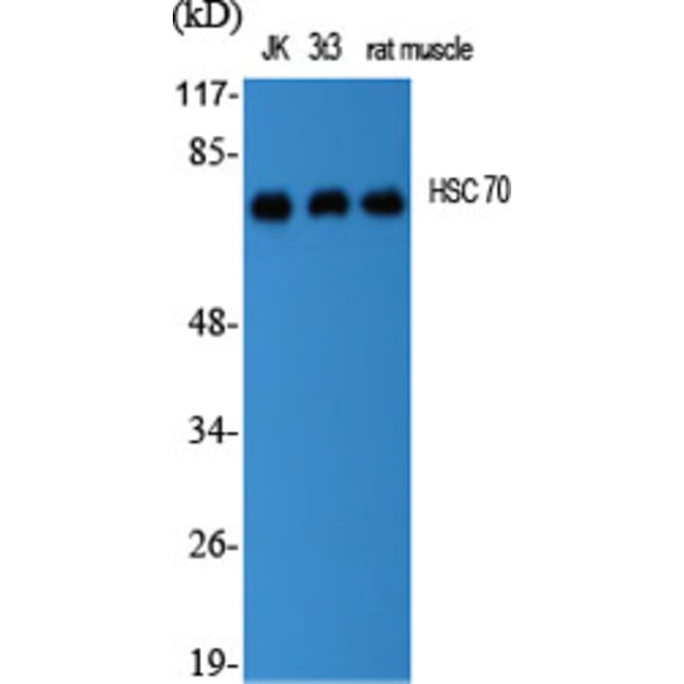 Western blot - HSC 70 Polyclonal Antibody from Signalway Antibody (41036) - Antibodies.com