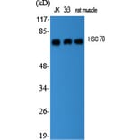 Western blot - HSC 70 Polyclonal Antibody from Signalway Antibody (41036) - Antibodies.com