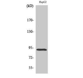 Western blot - ICAM-1 Polyclonal Antibody from Signalway Antibody (41050) - Antibodies.com