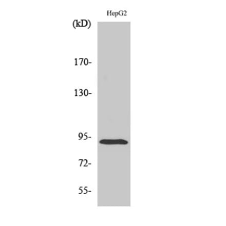 Western blot - ICAM-1 Polyclonal Antibody from Signalway Antibody (41050) - Antibodies.com
